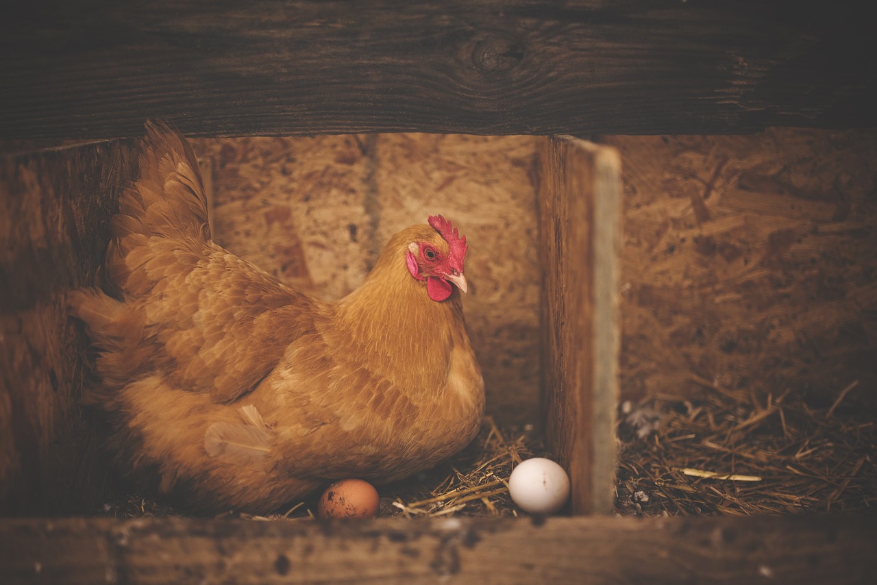 Quels sont les meilleurs pondoirs pour l'incubation des oeufs de poule ?